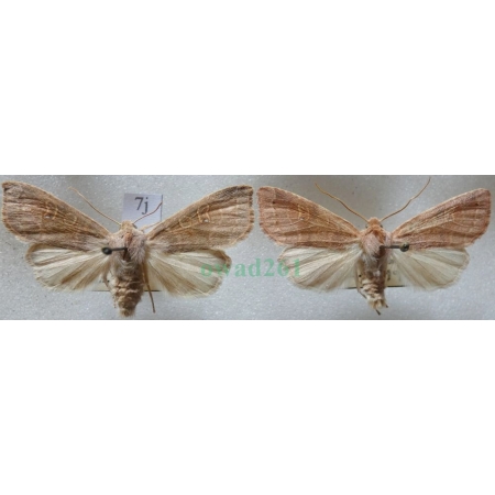 Xanthia ocellaris (Borkhausen, 1792) pair Ozimica oczatka Czech7j